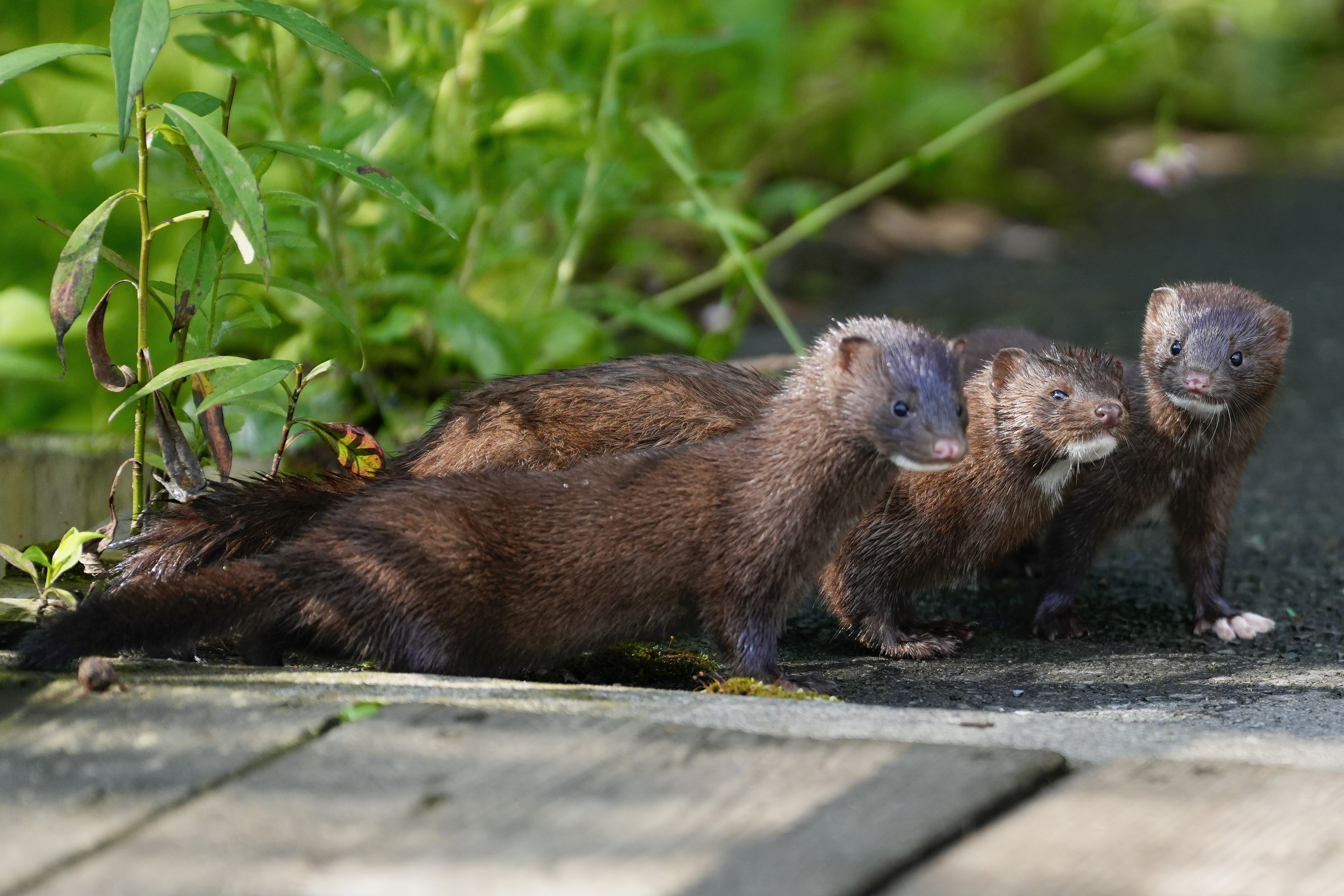 Animals and Their Young